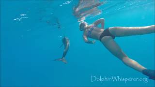 Matheas swimming with wild dolphins in Bimini Bahamas [upl. by Frech]