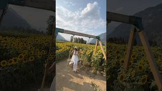 Pemberton BC🇨🇦 swing outdoors sunset sunflower travel thatmountainguy1 [upl. by Macmillan]