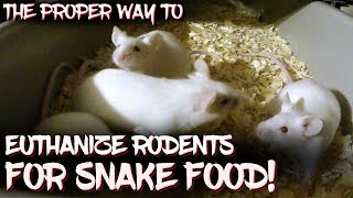 The proper way to euthanize rodents for snake food [upl. by Wernher350]