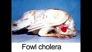 Fowl cholera or pasteurellosis disease treatment and prevention [upl. by Schechter]