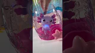 AniMagic Axolotl and Tank axolotl asmr [upl. by Atikan455]