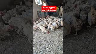 Наши куры с птицефабрики птицеферма ферма фермерство атырау chicken куры [upl. by Borchers]