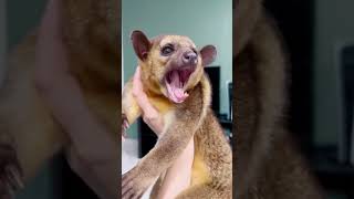 Exotic Animals That You Can Legally Own animals petsviralvideo viralshorts ytshorts shorts [upl. by Selbbep]