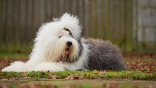 Health Checks for Old English Sheepdogs [upl. by Wulf624]