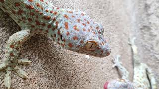 Gecko Sound Tokay Gecko Effect Toko sound tuko sound [upl. by Henriques]