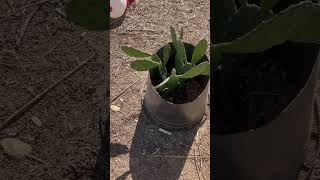 Using upside down pots as shields for young plants in the Mojave desert californiaagriculture [upl. by Davida]