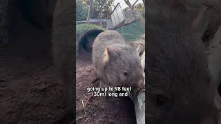 This creature crushes skulls with its butt animal wombat oneminsmarter [upl. by Servais153]