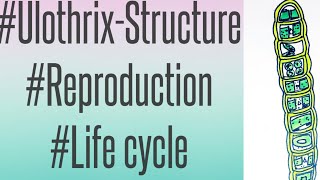 B Sc 1st year Ulothrix Structure ReproductionLife cycle ByLearn Votanikí [upl. by Eilsew]