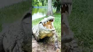 crocodilian amazingfacts crocodille animals crocodile wildlife factsinhindi comedy श्रीk [upl. by Eloccin]