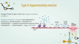 Hypersensitivity  Chapter 3 Type 3 Hypersensitivity Reaction [upl. by Stinson]