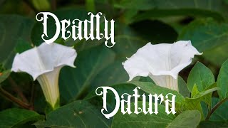 The Deadly Datura Plant Identification Cautions and Medicinal Uses [upl. by Hollah]