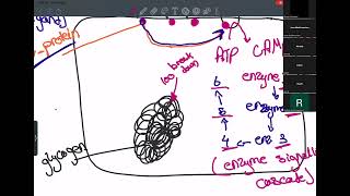 Chapter 4 cell signaling as bio Cambridge [upl. by Patten]