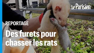 ÉvryCourcouronnes chasse les rats avec des furets [upl. by Pol]