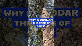 Unveiling the magical mystery of deodar tree 🌳 shorts youtubeshorts viralvideo [upl. by Tamas]