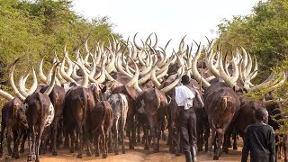 African Farmers Raise Millions Of Livestock This Way  African Farming [upl. by Nadab]