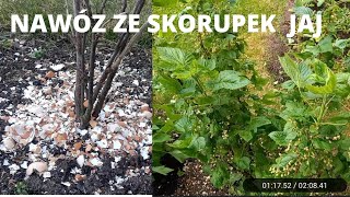 Efekt nawozu że skorupek jaj  do jakich roślin stosować [upl. by Lucais]