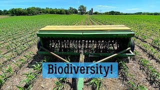 Interseeding Cover Crops Into Corn [upl. by Dollar]