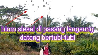 Ribuan burung Punai melintas di lokasi kali inikedatanganAlhamdulillahbisajasmanchannel9959 [upl. by Nilsoj224]