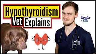 How To Treat Hypothyroidism In Dogs  A Vets Guide [upl. by Atilahs709]