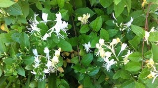 Lonicera japonica Halliana  Halls Japanese Honeysuckle [upl. by Lenwood]