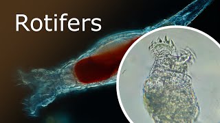 All About Rotifers Anatomy and Habitat Rotaria Macrura Under a Microscope 100x250x [upl. by Synned]