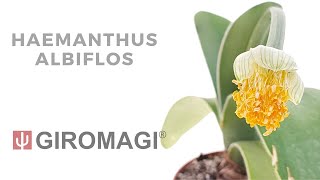 Haemanthus albiflos [upl. by Ermina54]