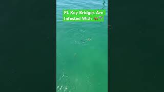 Big Sharks In Florida Keys Bridge fishing shorts floridakeys bridgefishing saltwater shark [upl. by Branden801]