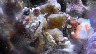 Decorator crab attaching a starfish and goldfish head [upl. by Mcripley207]