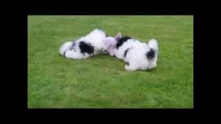 Shih Tzu X Bichon Frise Pups [upl. by Saeger]