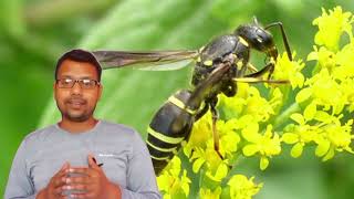 ततैया के जीवन चक्र  Wasp Life Cycle Video  Life Cycle Of Wasp In Hindi  Tataiya Ka Janam [upl. by Shayna]