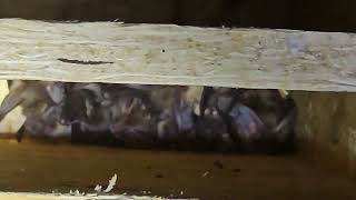 Brown long eared bats in Baffle box [upl. by Austine614]