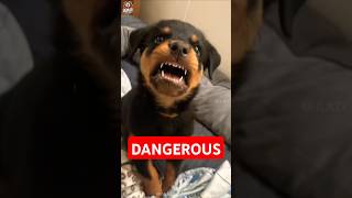 5 Most deadliest and dangerous dog breeds in the world 🔥🌎 shorts dog [upl. by Elauqsap655]