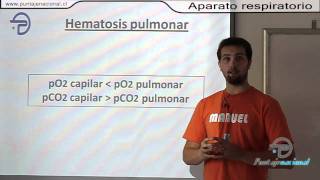 BIOLOGIA MC  Procesos y funciones vitales  Aparato respiratorio [upl. by Milah541]