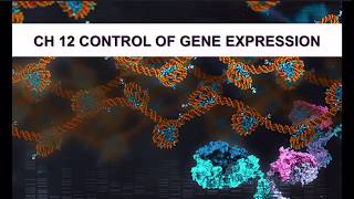 Ch 12 Control of Gene Expression Part 1 [upl. by Eon102]