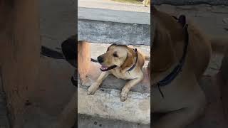 Tobby crying to go home Tobby the Labrador shorts labrador crying labrador [upl. by Araic]