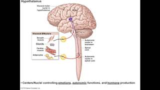 L142 Diencephalon Thalamus and hypothalamus and the Basal nuclei [upl. by Uohk]