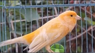 Canary singing  best timbrado canary training  تغريد رائع [upl. by Jonathon]