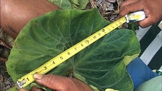 Piko Kea Plant Descriptors  with Jerry Konanui [upl. by Clifford]