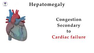 Liver Span Assessment [upl. by Moretta]