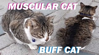 MUSCULAR CAT Muscle Cat Muscular Cats Most Muscular Cat Muscled Cat BUFF CAT  CAT VIDEOS [upl. by Schmitt387]