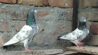 pigeonkabooterpigeonloverbestTadigoldenkarasspayerhighiflyerfunnypigeonsubscriblikeshare [upl. by Aglo766]