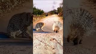 Leopard vs Porcupine A Painful Encounter in the Wild [upl. by Cantu]