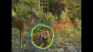 Deer Attractant Stump Licker Homemade Recipe Really Works [upl. by Aihsein779]