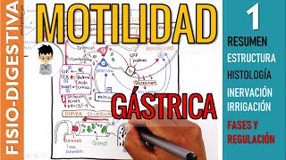 MOTILIDAD y VACIAMIENTO GASTRICO Estructura Inervación y REGULACION Fisiología Digestiva 1 [upl. by Neehahs715]