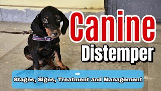 Canine Distemper in Dogs All stages Symptoms  Cause treatment and management [upl. by Punke]