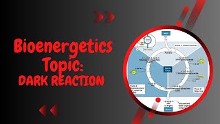 Dark Reaction l Calvin Benson Cycle l C3 cycle l XI biology l Bioenergetics [upl. by Toffic]