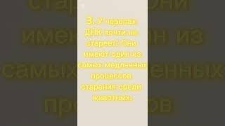 5 interesting facts 5 интересгых фактов shorts [upl. by Largent]