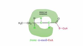 Beta oxidación de ácidos grasos insaturados [upl. by Fleda]