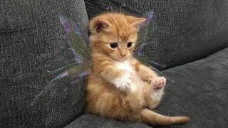 10 minutes of adorable 🥰cats and kittens videos to keep you smiling 😍😅 [upl. by Niraj]