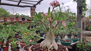 Adenium Arabicum Golden Crown 👑 I have lost this plant [upl. by Ociral]